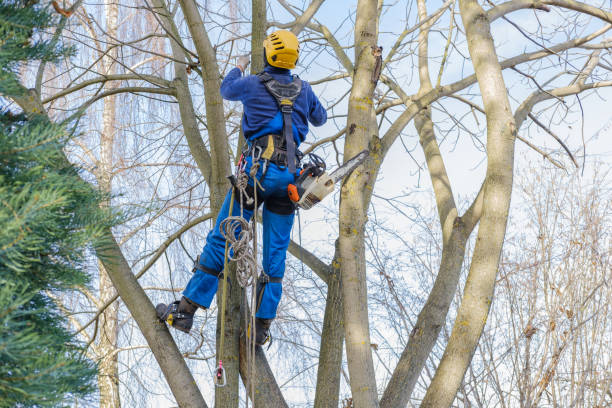 Best Tree Mulching  in Upland, CA