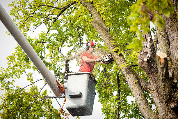 Best Tree Disease Treatment  in Upland, CA